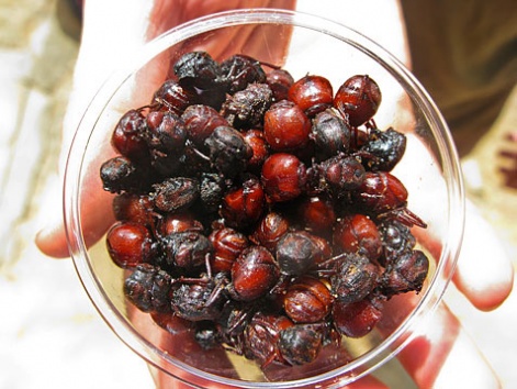 Hormigas Culonas