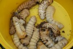 Mopani Worms